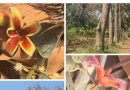 स्वयंसेवकांनी मुळा नदीकाठी सांडपाणी सोडणे आणि वस्तीचे नुकसान केले
