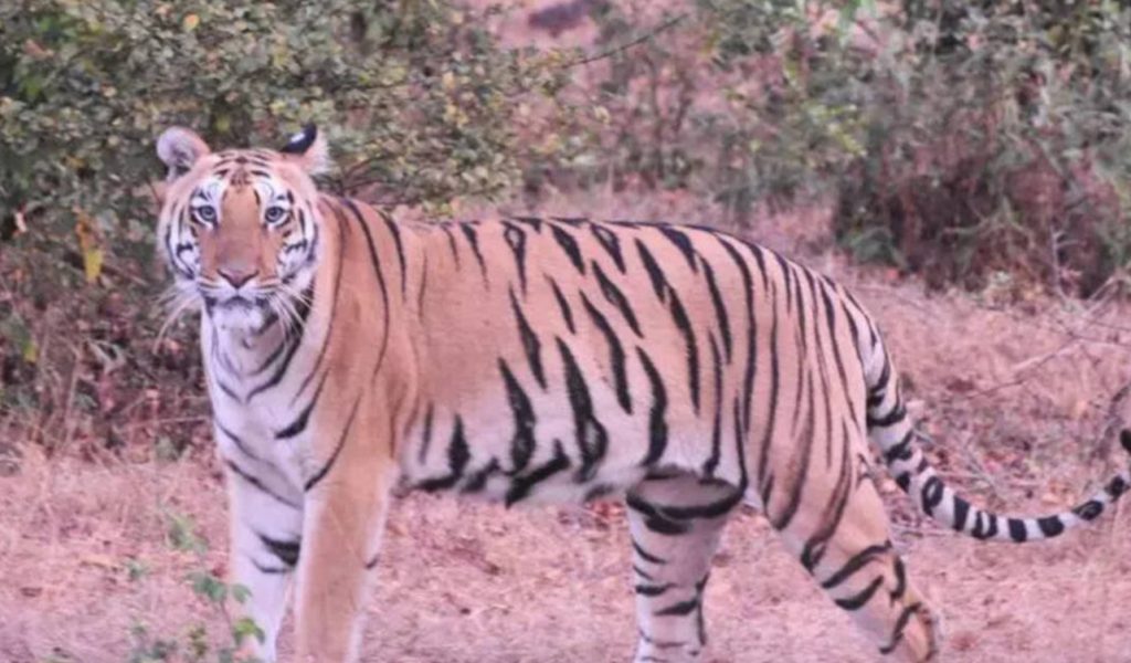 तारा, चंदा आणि हिरकणी या वाघिणी STR पर्यटनाला चालना देतात