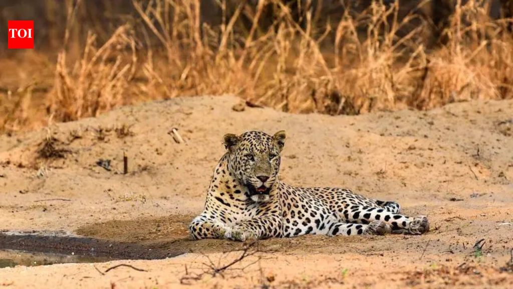 भारतातील पहिला बिबट्या इम्युनो-गर्भनिरोधक पायलट जुन्नरमध्ये सुरू झाला