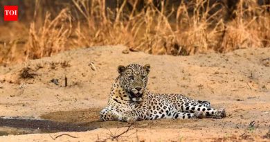 भारतातील पहिला बिबट्या इम्युनो-गर्भनिरोधक पायलट जुन्नरमध्ये सुरू झाला