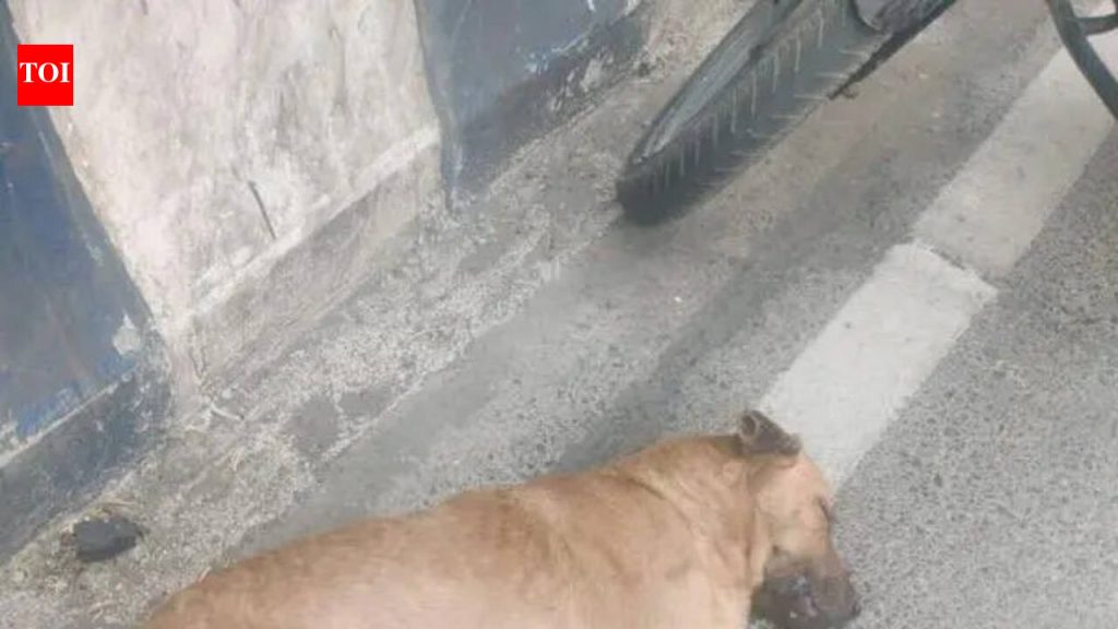 म्हात्रे पुलाजवळ पाच जणांना कुत्रा चावल्यानंतर रेबीजची भीती