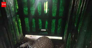 मोठ्या मांजरांचे पिंपरखेडला परतणे शिरूर ग्रामस्थांमध्ये भीतीचे वातावरण आहे