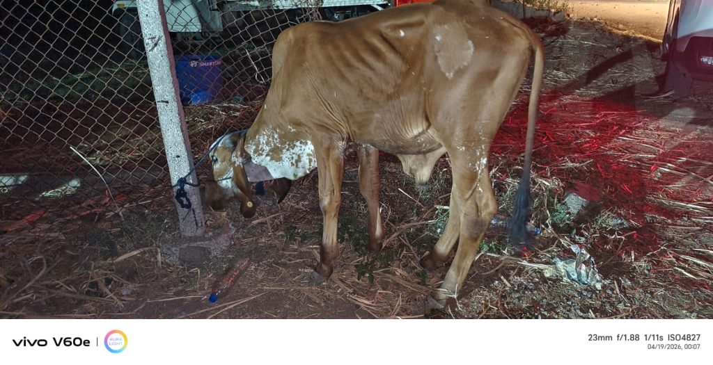 बारामतीत पोलिसांची धाड; १७ जनावरांना दिला जीवदान