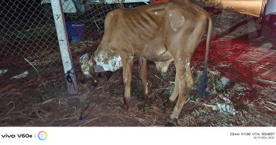 बारामतीत पोलिसांची धाड; १७ जनावरांना दिला जीवदान