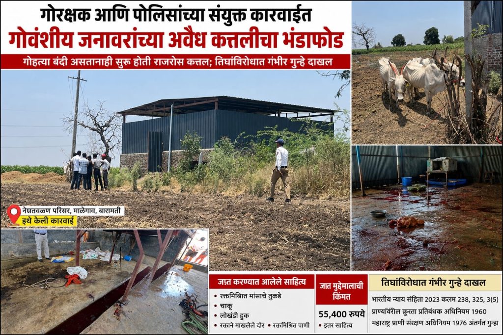 गोरक्षक आणि पोलिसांच्या संयुक्त कारवाईत गोवंशीय जनावरांच्या अवैध कत्तलीचा भंडाफोड