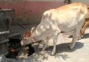 गुठळ्या त्वचेच्या आजाराचा सामना करण्यासाठी महाराष्ट्रात शेळीपॉक्स लस उत्पादनास सुरुवात झाली