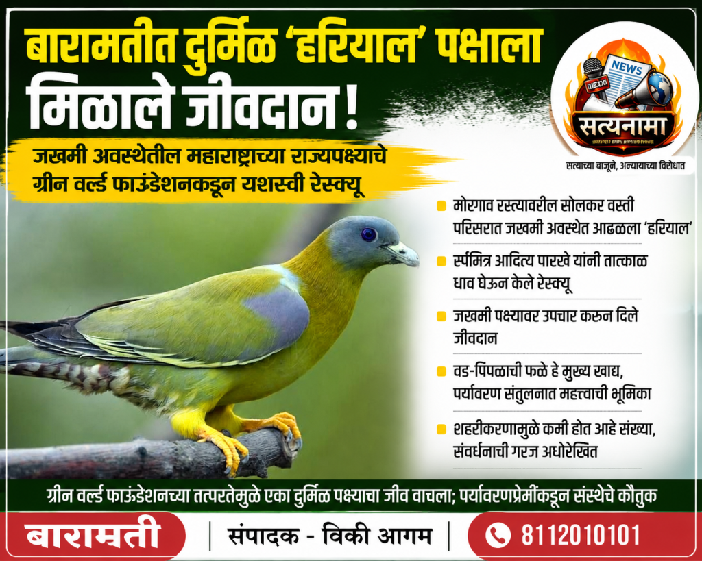 जखमी अवस्थेतील महाराष्ट्राच्या राज्यपक्ष्याचे ग्रीन वर्ल्ड फाउंडेशनकडून यशस्वी रेस्क्यू