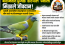जखमी अवस्थेतील महाराष्ट्राच्या राज्यपक्ष्याचे ग्रीन वर्ल्ड फाउंडेशनकडून यशस्वी रेस्क्यू