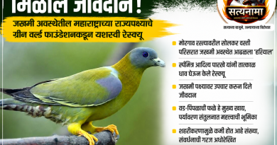 जखमी अवस्थेतील महाराष्ट्राच्या राज्यपक्ष्याचे ग्रीन वर्ल्ड फाउंडेशनकडून यशस्वी रेस्क्यू